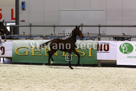 PAN CARRE_MILANO_2010_SS3_8336.jpg